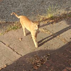 Found/Stray Unknown Cat last seen Julia and Sacramento, Berkeley, CA 94703