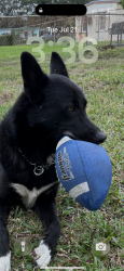 Lost Male Dog last seen Near Street NW 18th Place, Opa-locka, FL 33054