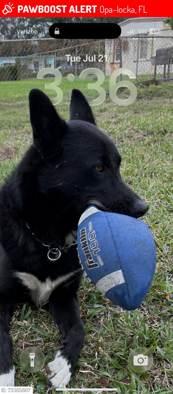 Lost Male Dog last seen Near Street NW 18th Place, Opa-locka, FL 33054