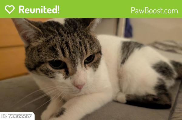 Reunited Female Cat last seen In backyards bordered by Henry St, Noe, 14th St, Sanchez, San Francisco, CA 94114
