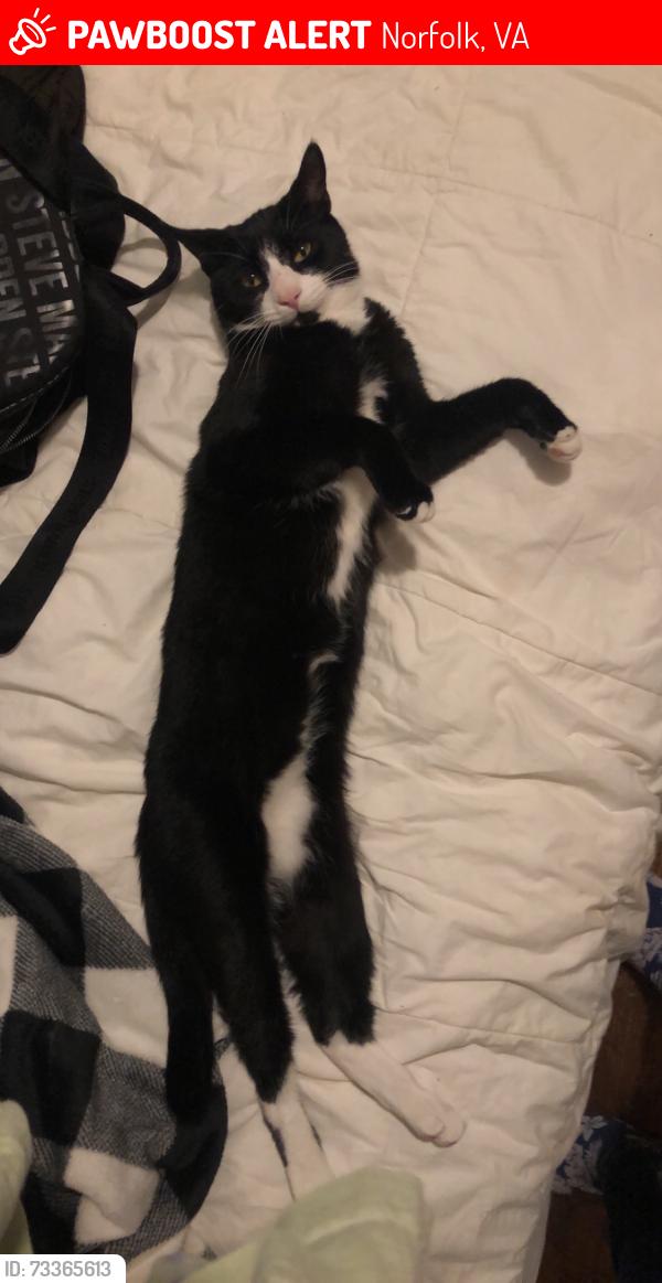 Lost Male Cat last seen Seen in newport ave/ timothy ave, Norfolk, VA 23505