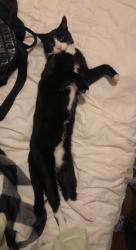 Lost Male Cat last seen Seen in newport ave/ timothy ave, Norfolk, VA 23505