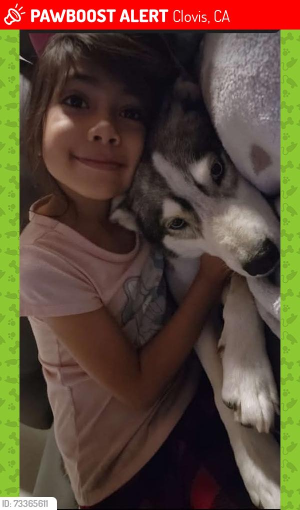 Lost Female Dog last seen Barstow and clovis Ave, Clovis, CA 93612