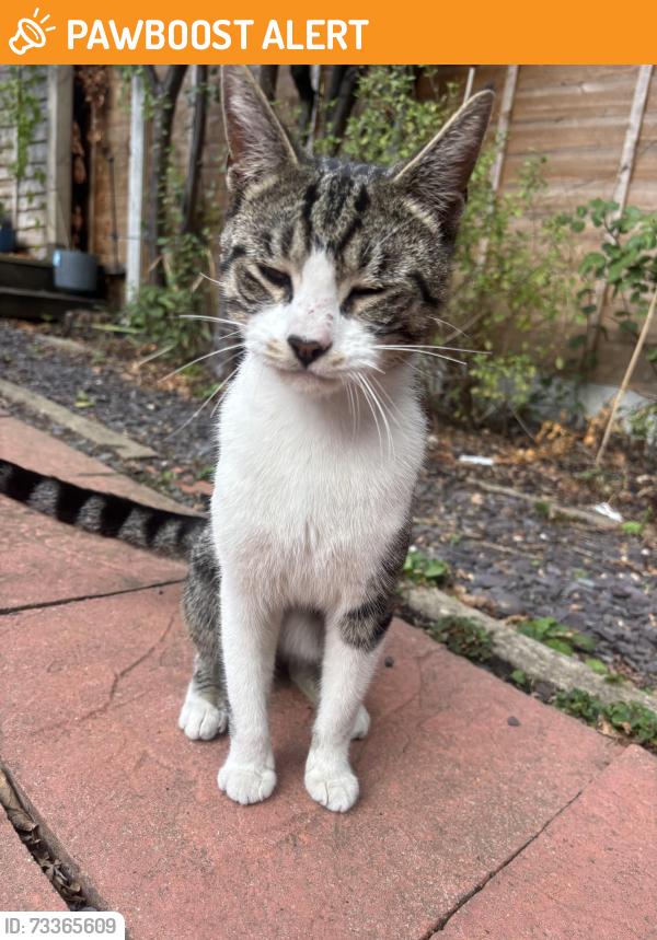 Found/Stray Unknown Cat last seen Back garden, Greater London, England NW10 2NH