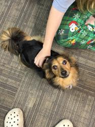 Reunited Female Dog last seen River road and Robin ridge circle, Piedmont, SC 29673