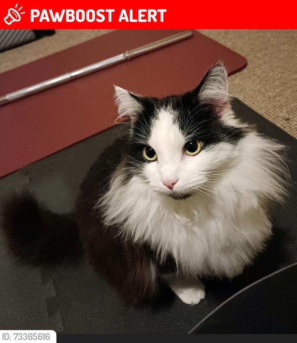 Lost Female Cat last seen Dachser warehouse, West Northamptonshire, England 
