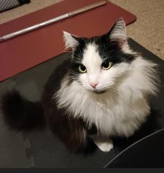 Lost Female Cat last seen Dachser warehouse, West Northamptonshire, England 