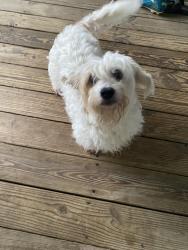 Lost Female Dog last seen Harbins Rd, Dacula, GA 30019