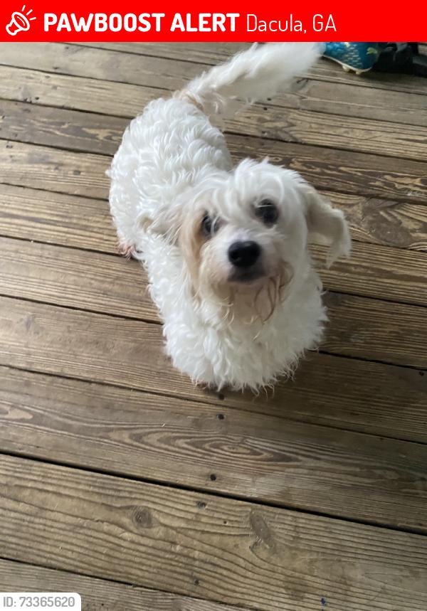 Lost Female Dog last seen Harbins Rd, Dacula, GA 30019