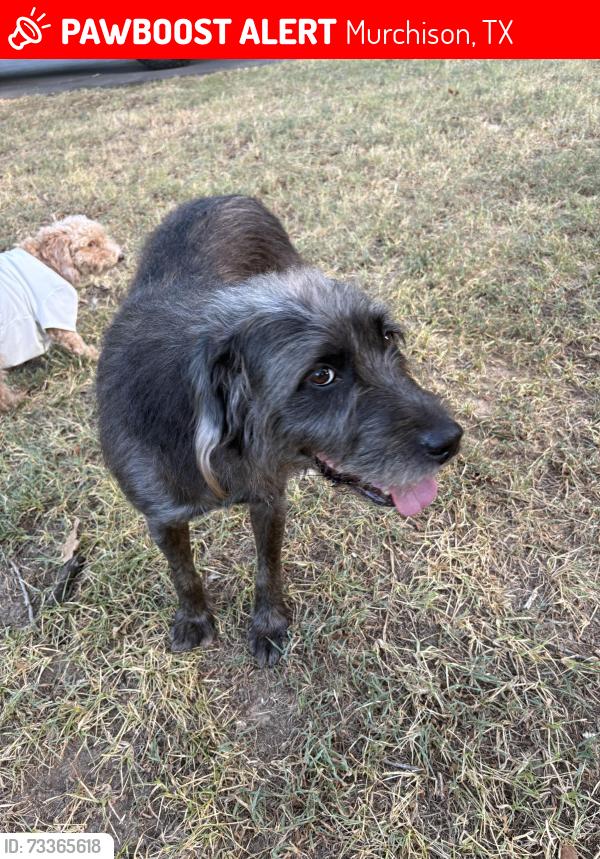 Lost Female Dog last seen CR 3810 and 773, Murchison, TX 75778
