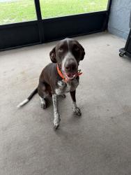 Found/Stray Male Dog last seen Hudson ave and softwind lane, Shady Hills, FL 34610
