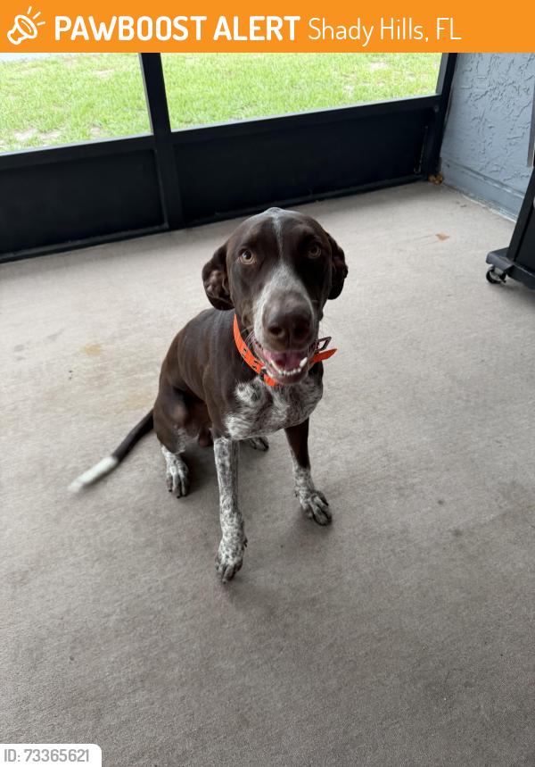 Found/Stray Male Dog last seen Hudson ave and softwind lane, Shady Hills, FL 34610