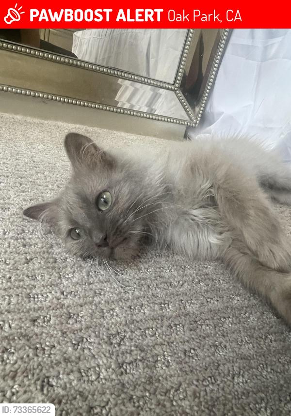 Lost Female Cat last seen Saltino and Pavarotti, Oak Park, CA 91377