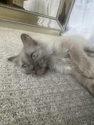 Lost Female Cat last seen Saltino and Pavarotti, Oak Park, CA 91377