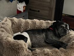 Lost Male Dog last seen Rollingway road, Chesterfield, VA 23832