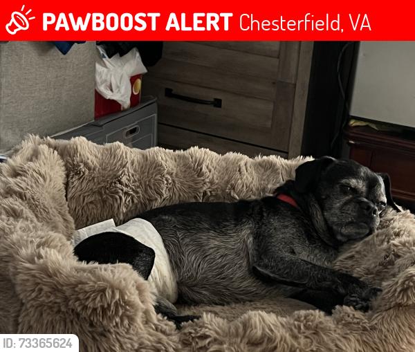 Lost Male Dog last seen Rollingway road, Chesterfield, VA 23832