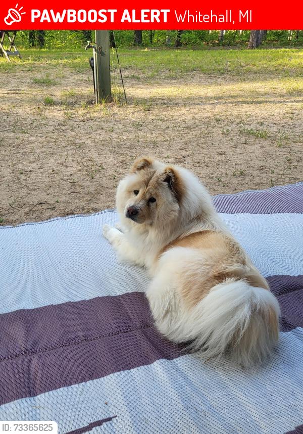 Lost Female Dog last seen Duck Lake and Nestrom rd, Whitehall, MI 49461