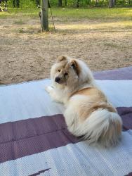 Lost Female Dog last seen Duck Lake and Nestrom rd, Whitehall, MI 49461