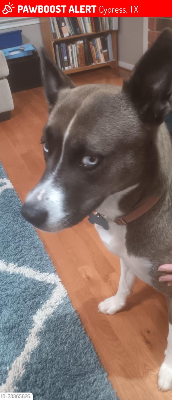 Lost Female Dog last seen Near Sandy Brook Ln and Timberlake Dr, Cypress, TX 77429