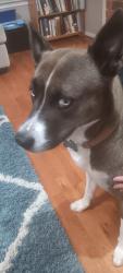 Lost Female Dog last seen Near Sandy Brook Ln and Timberlake Dr, Cypress, TX 77429
