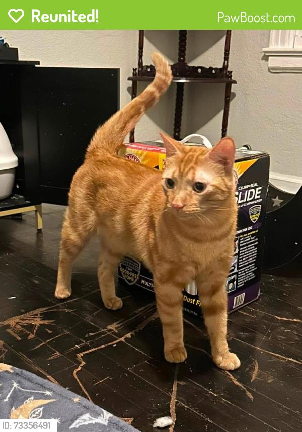 Reunited Male Cat last seen Denley Dr, Dallas, TX 75216