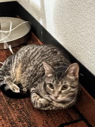 Lost Female Cat last seen Quarts, Auburn, CA 95602