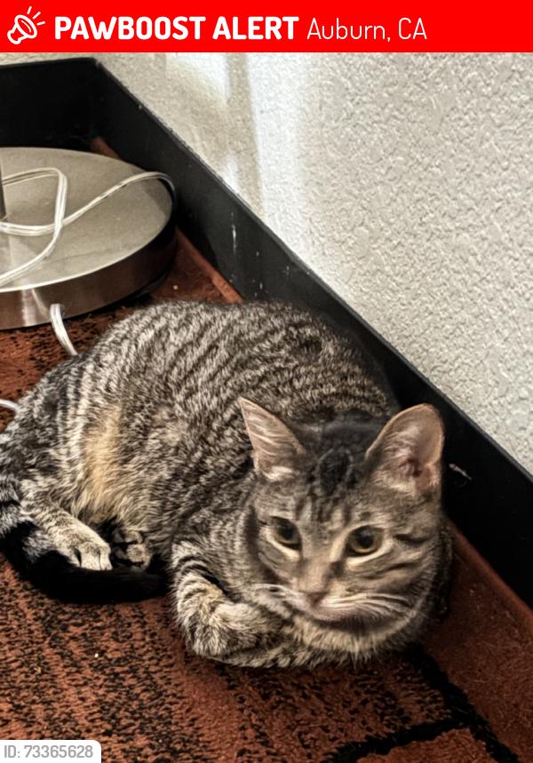 Lost Female Cat last seen Quarts, Auburn, CA 95602