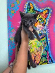 Shelter Stray Male Cat last seen Bexar County, 3353 Morningside Dr, New Braunfels, TX 78132, USA