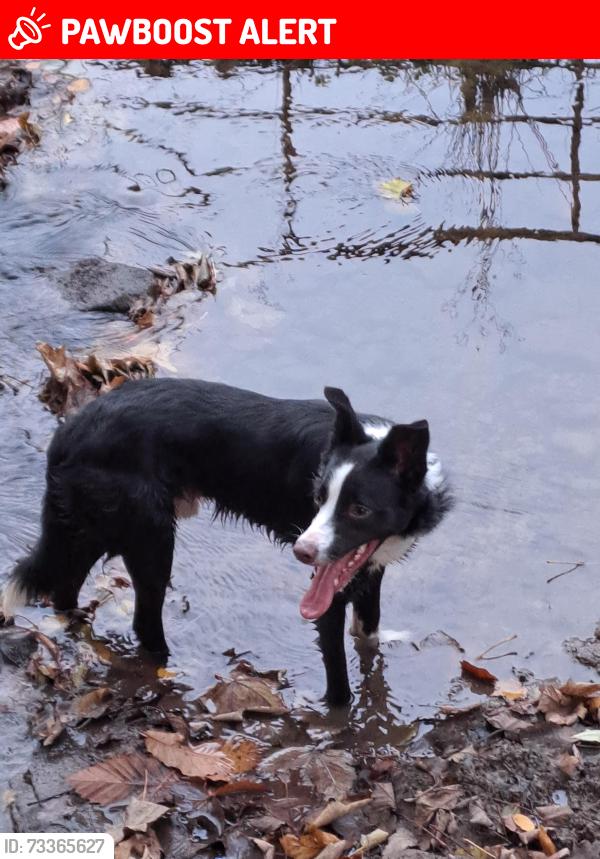 Lost Male Dog last seen Boltby, Boltby, England YO7 2DY