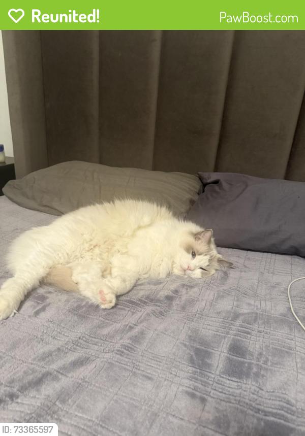 Reunited Male Cat last seen armstrong ave. cariboo park. armstrong elementary., Burnaby, BC V3N 2H7