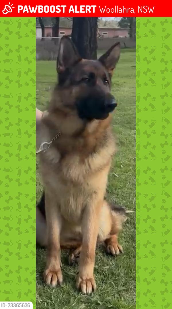 Lost Female Dog last seen Trelawney street, woollahra, Woollahra, NSW 2025