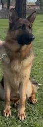 Lost Female Dog last seen Trelawney street, woollahra, Woollahra, NSW 2025