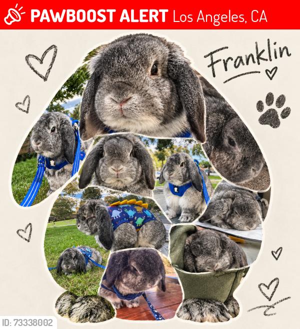 Lost Male Rabbit last seen Figueroa & Jefferson, Los Angeles, CA 90061