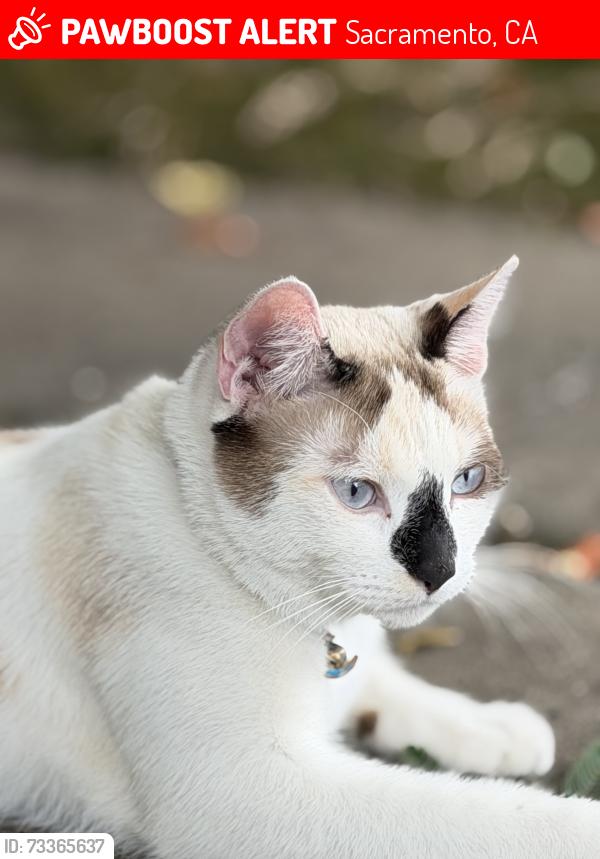 Lost Female Cat last seen South Land Park, 47th, Sacramento, CA 95831