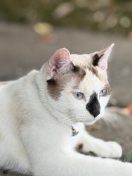 Lost Female Cat last seen South Land Park, 47th, Sacramento, CA 95831