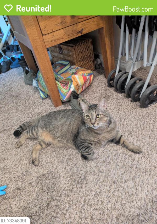 Reunited Male Cat last seen Glad ct , woodhill, Tallahassee, FL 32303