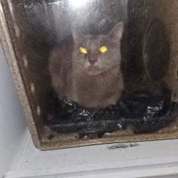 Shelter Stray Male Cat last seen , Animal Care & Control Team of Philly, 111 W Hunting Park Ave, Philadelphia, PA 19140, USA
