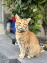 Reunited Female Cat last seen Jamacha rd / Jamacha Blvd, Spring Valley, CA 91977