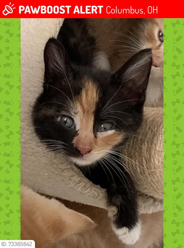 Lost Female Cat last seen Steele Avenue and Haldy Avenue, Columbus, OH 43204