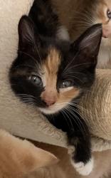 Lost Female Cat last seen Steele Avenue and Haldy Avenue, Columbus, OH 43204