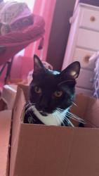 Lost Male Cat last seen Libbie avenue, Richmond, VA 23226