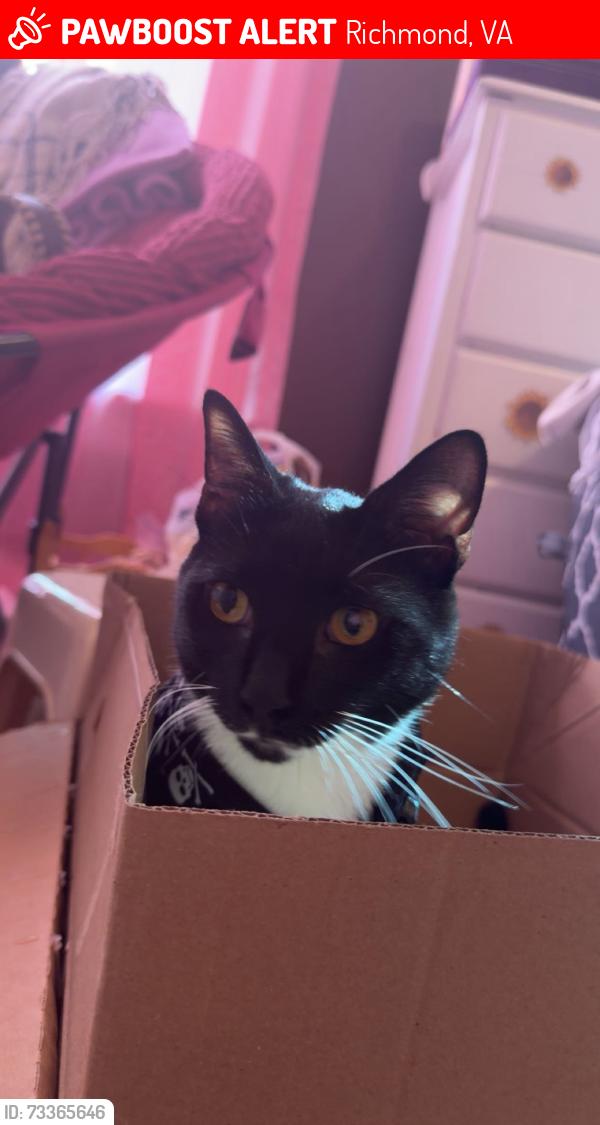 Lost Male Cat last seen Libbie avenue, Richmond, VA 23226