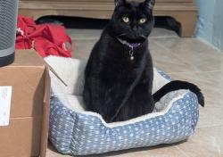 Reunited Female Cat last seen Between 155th st and sutphin blvd, Queens, NY 11434