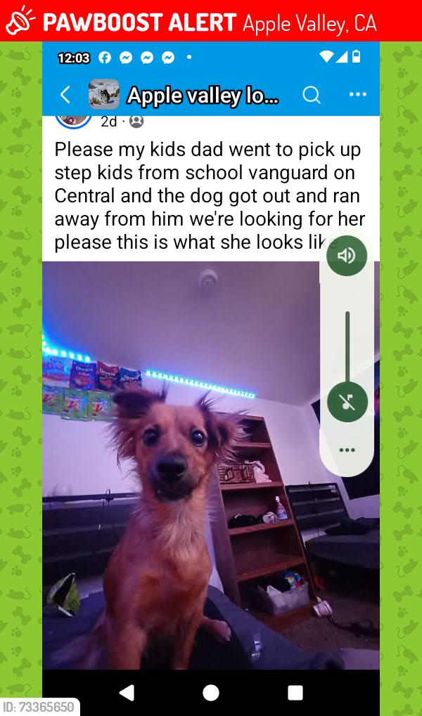 Lost Female Dog last seen Mesquite and Central in Apple valley, Apple Valley, CA 92308