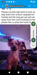 Lost Female Dog last seen Mesquite and Central in Apple valley, Apple Valley, CA 92308
