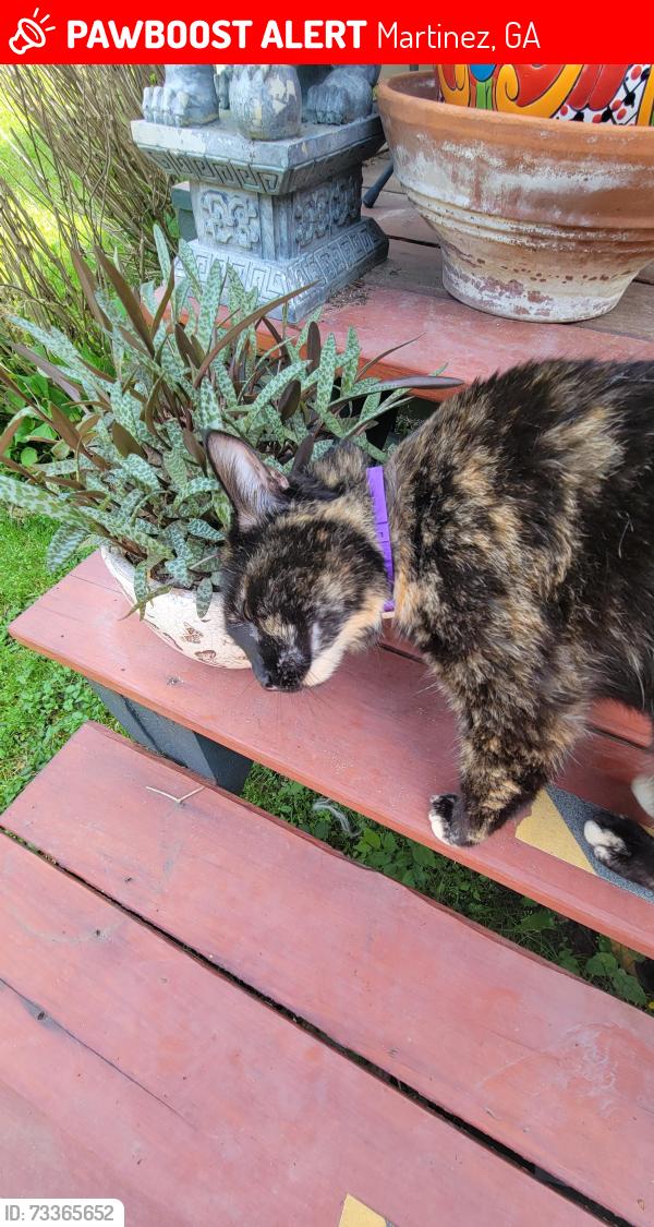 Lost Female Cat last seen petersburg station, Martinez, GA 30907