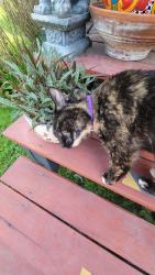 Lost Female Cat last seen petersburg station, Martinez, GA 30907