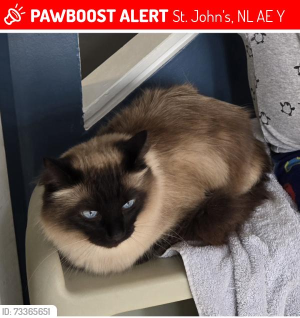 Lost Male Cat last seen Brookfield Road and Waterford Bridge Road, St. John's, NL A1E 5Y3