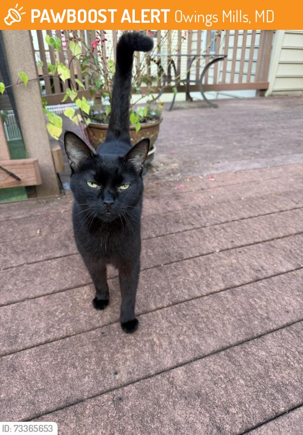 Found/Stray Female Cat last seen Gwynnbrook Avenue & Queens Park Drive, Owings Mills, MD 21117