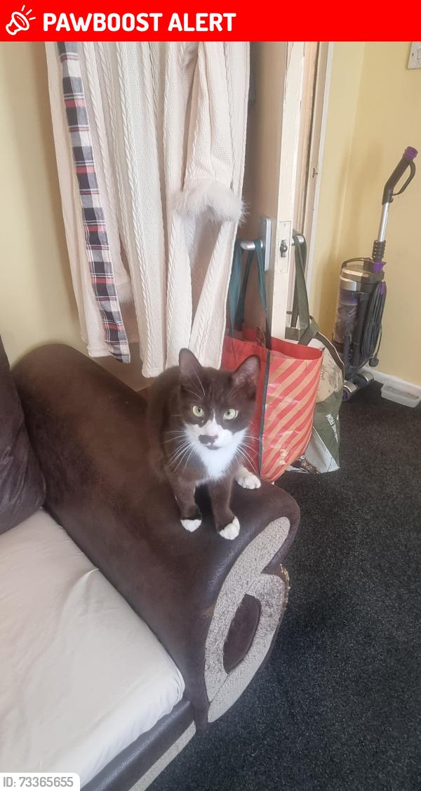 Lost Female Cat last seen Near stocksfield drive, Greater Manchester, England M9 6FY